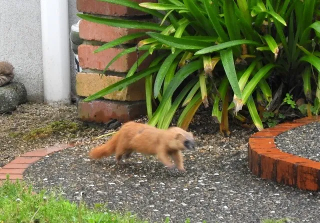 家にイタチが住み着く!?放置厳禁な理由と対処法をプロが解説