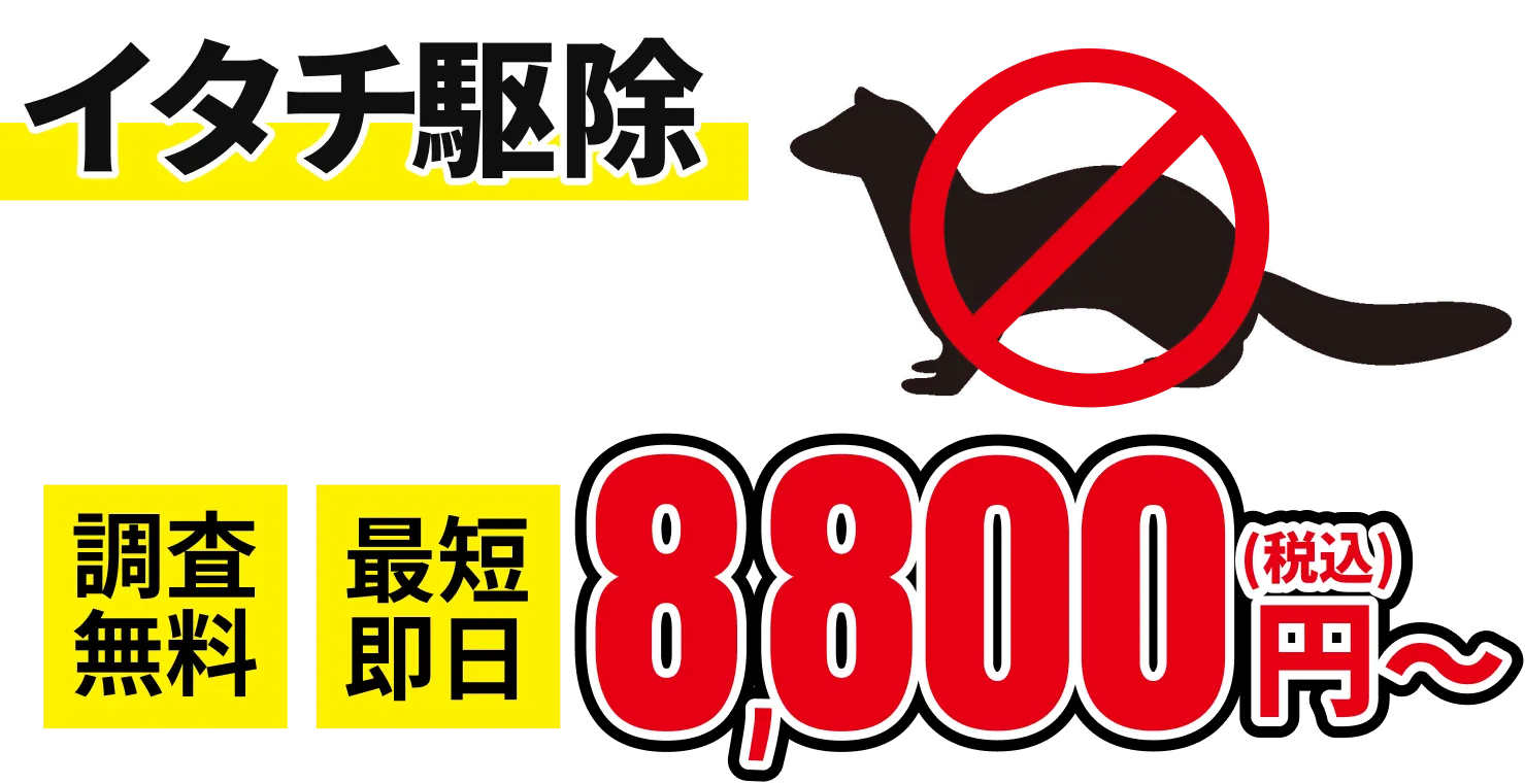 イタチの害獣駆除