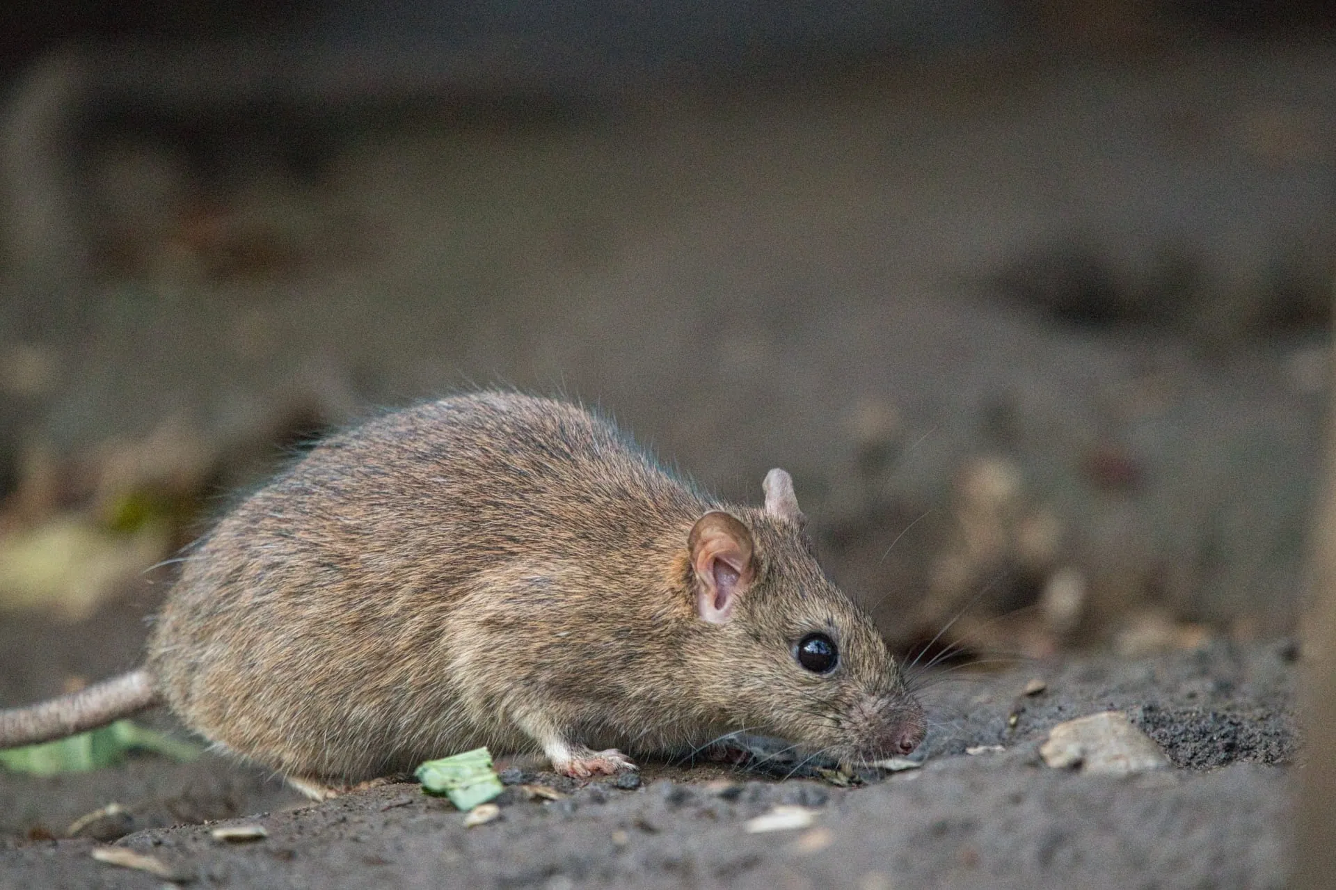 害獣駆除のプロが教える!ネズミのフンの見分け方について